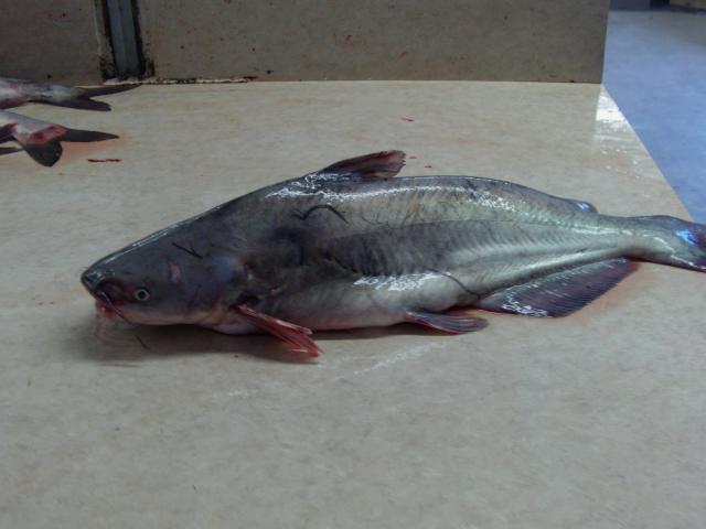 IMAG0066.JPG
